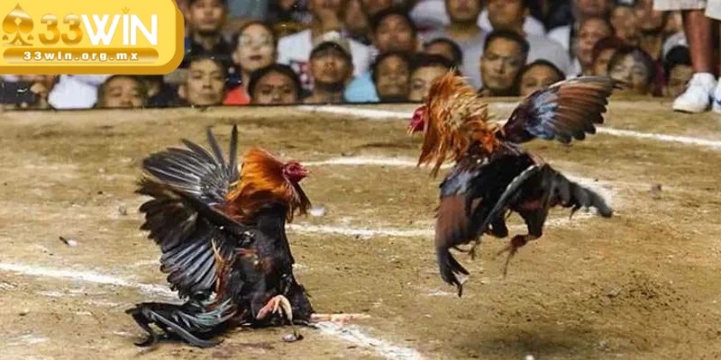 Các giải đấu đá gà tại 33WIN mang tầm quốc tế
