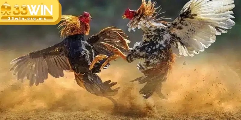 Đá gà tại 33WIN mang đến những trận đấu trực tiếp đỉnh cao, chất lượng